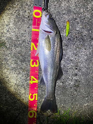 シーバスの釣果