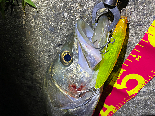 シーバスの釣果