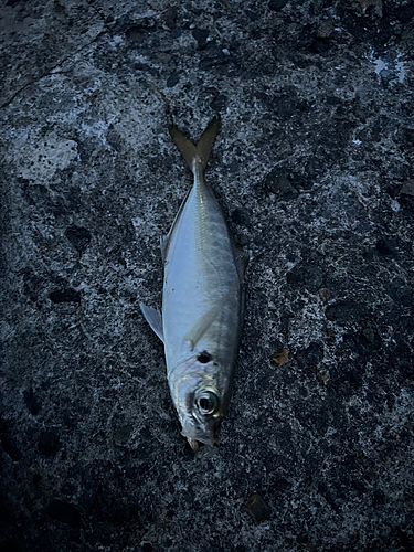 サゴシの釣果