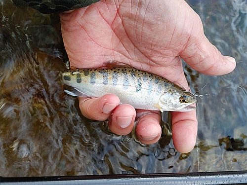 アマゴの釣果