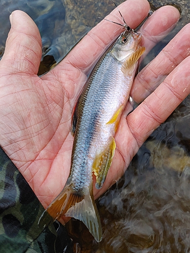 カワムツの釣果