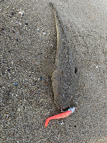 マゴチの釣果