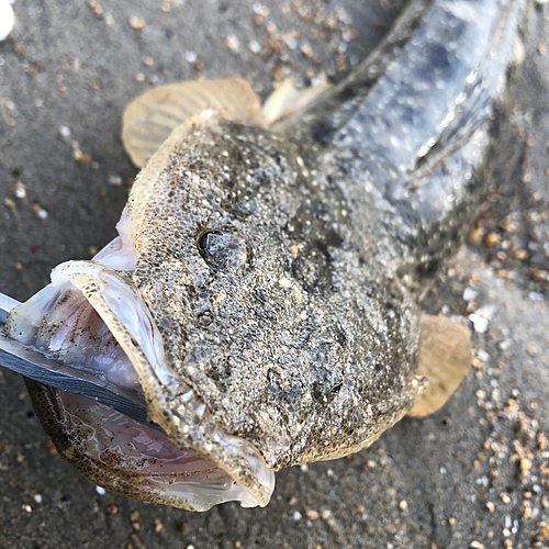 マゴチの釣果