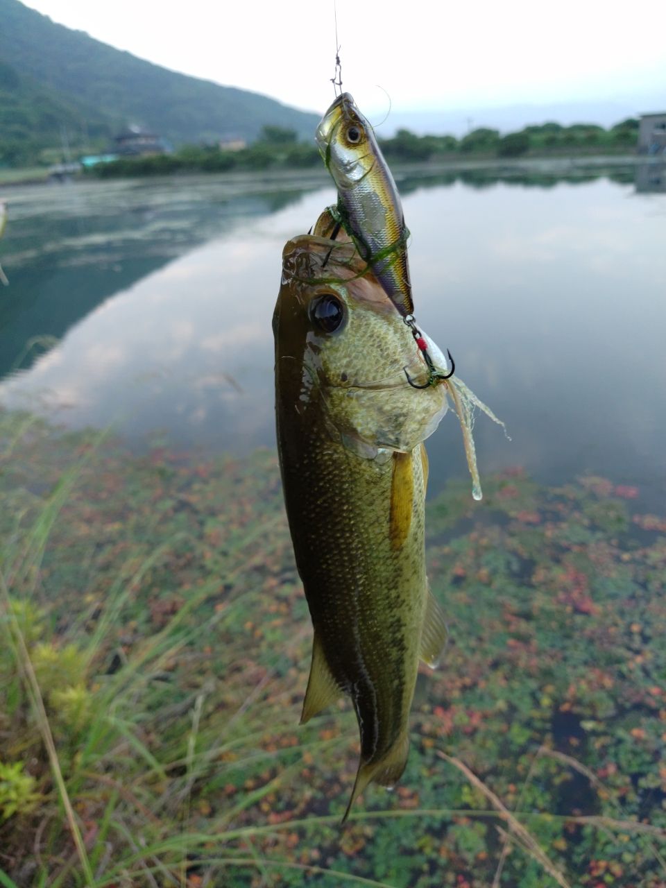 ブラックバス