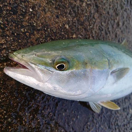 フクラギの釣果