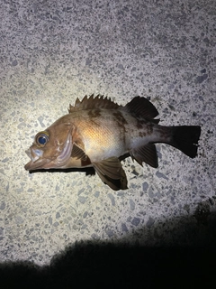 メバルの釣果