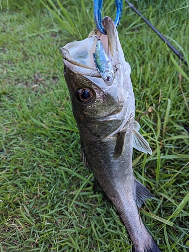 スズキの釣果