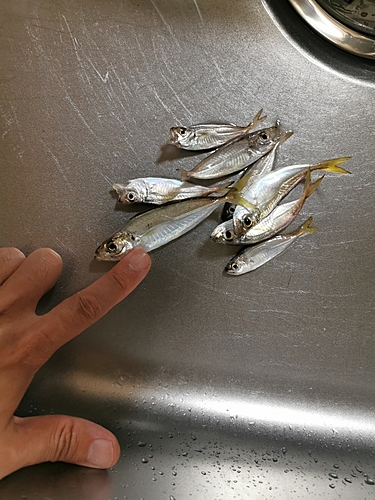 マアジの釣果