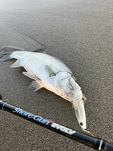 ヒラスズキの釣果