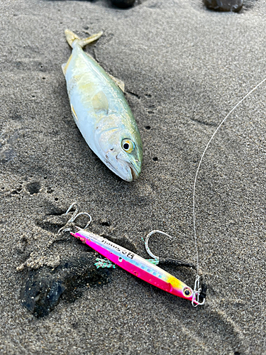 ワカシの釣果