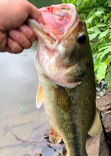 ブラックバスの釣果