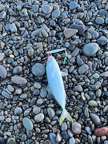 ワカナゴの釣果