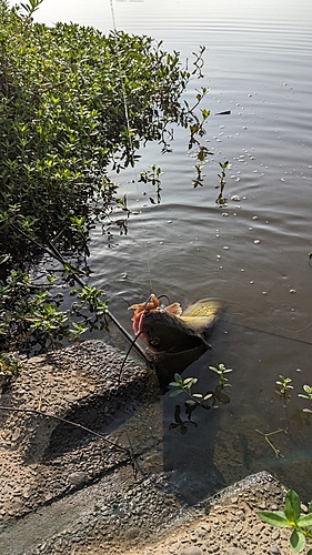 アメリカナマズの釣果