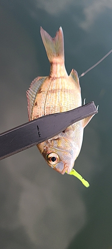 チャリコの釣果