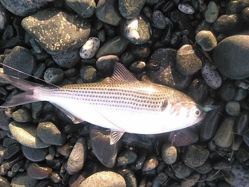 コノシロの釣果