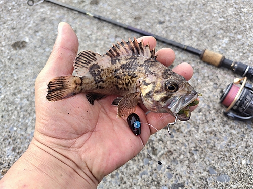 クロソイの釣果