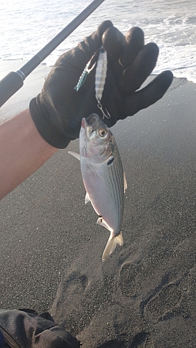 コノシロの釣果