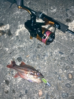 ネンブツダイの釣果