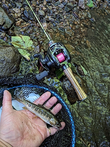 イワナの釣果