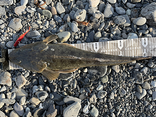 マゴチの釣果