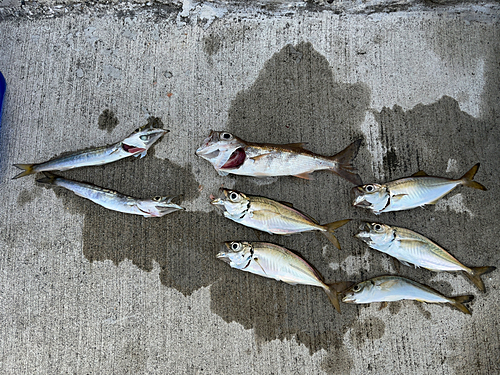 アジの釣果