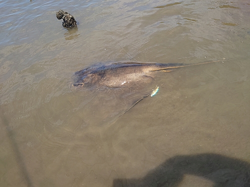 エイの釣果