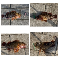 ガシラの釣果