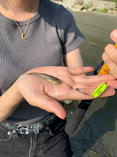 マハゼの釣果