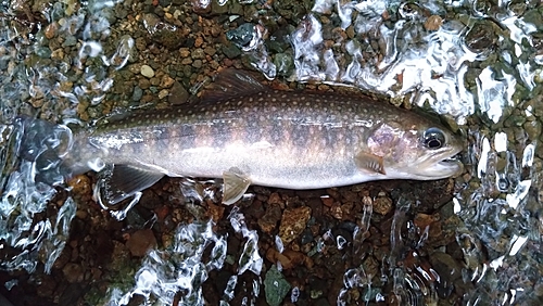 ニッコウイワナの釣果