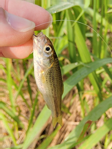 タモロコの釣果