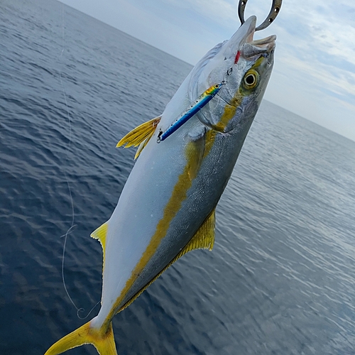 ヒラマサの釣果