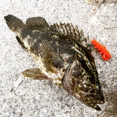 タケノコメバルの釣果