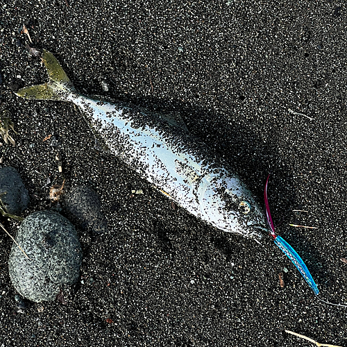 ワカシの釣果