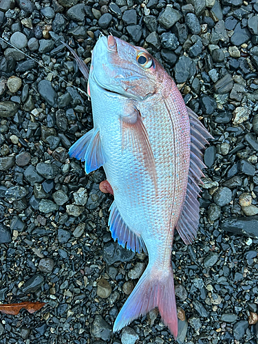 マダイの釣果