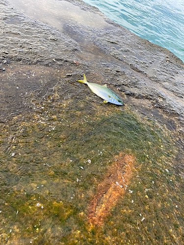 ワカシの釣果