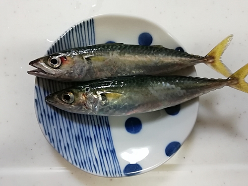 サバの釣果