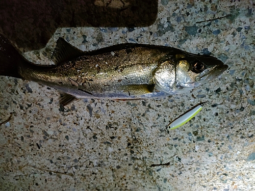 シーバスの釣果