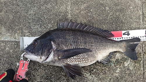 チヌの釣果