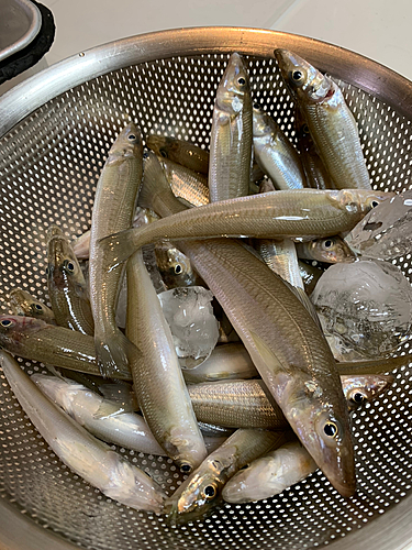 キスの釣果