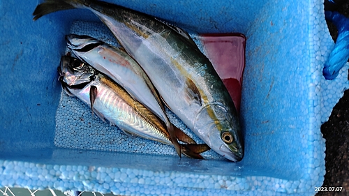 ツバスの釣果