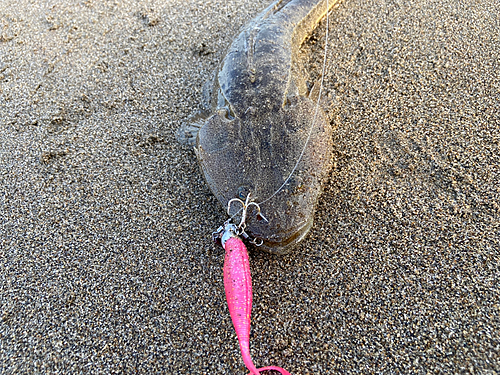 マゴチの釣果