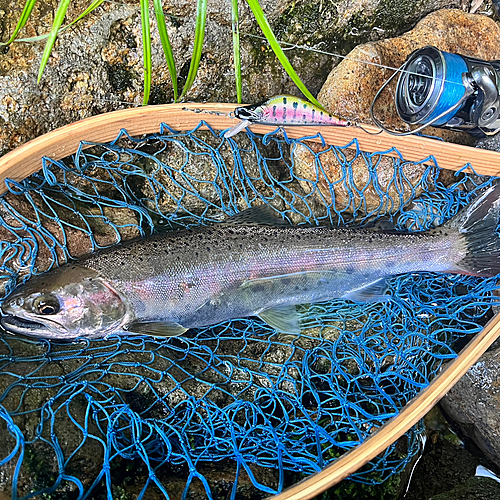 ヤマメの釣果