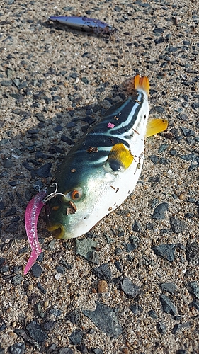 シマフグの釣果