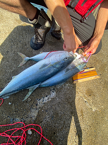 ワラサの釣果