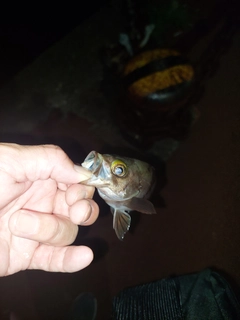 シロメバルの釣果