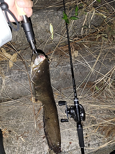 マナマズの釣果