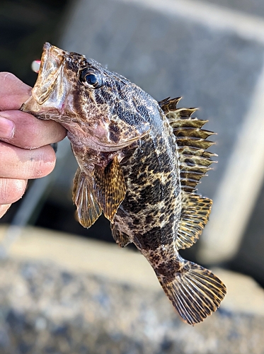 タケノコメバルの釣果