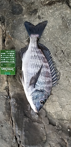 クロダイの釣果