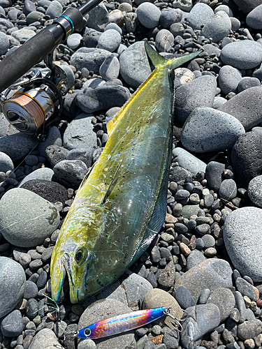 シイラの釣果