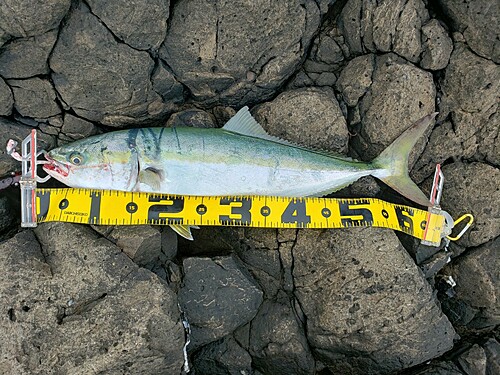 ハマチの釣果